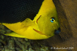 Rock Beauty-Bonaire-Canon 5D 100 mm macro no cropping by Richard Goluch 